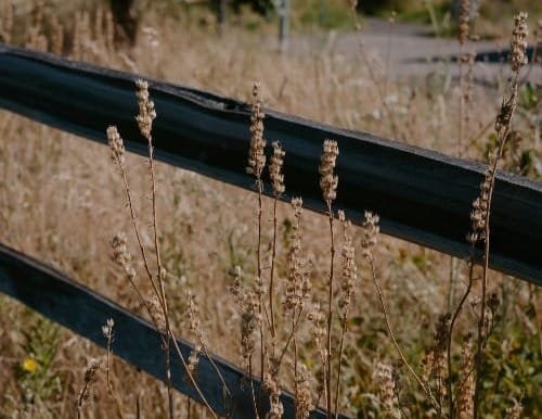 Dry grass and a metal guardrail on a sunny day.