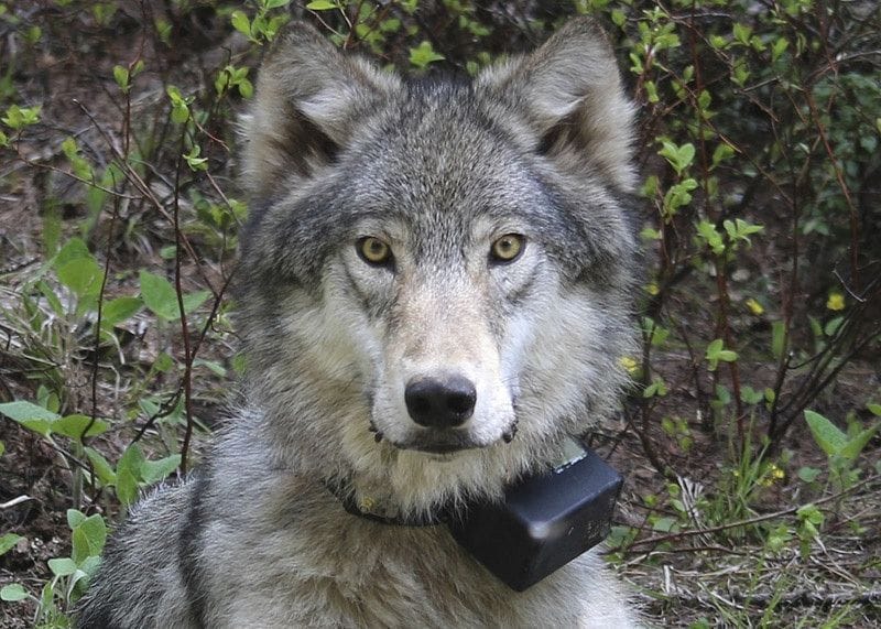 Oregon Authorities Seek Public Help in Illegal Killing of Wolf in Union County