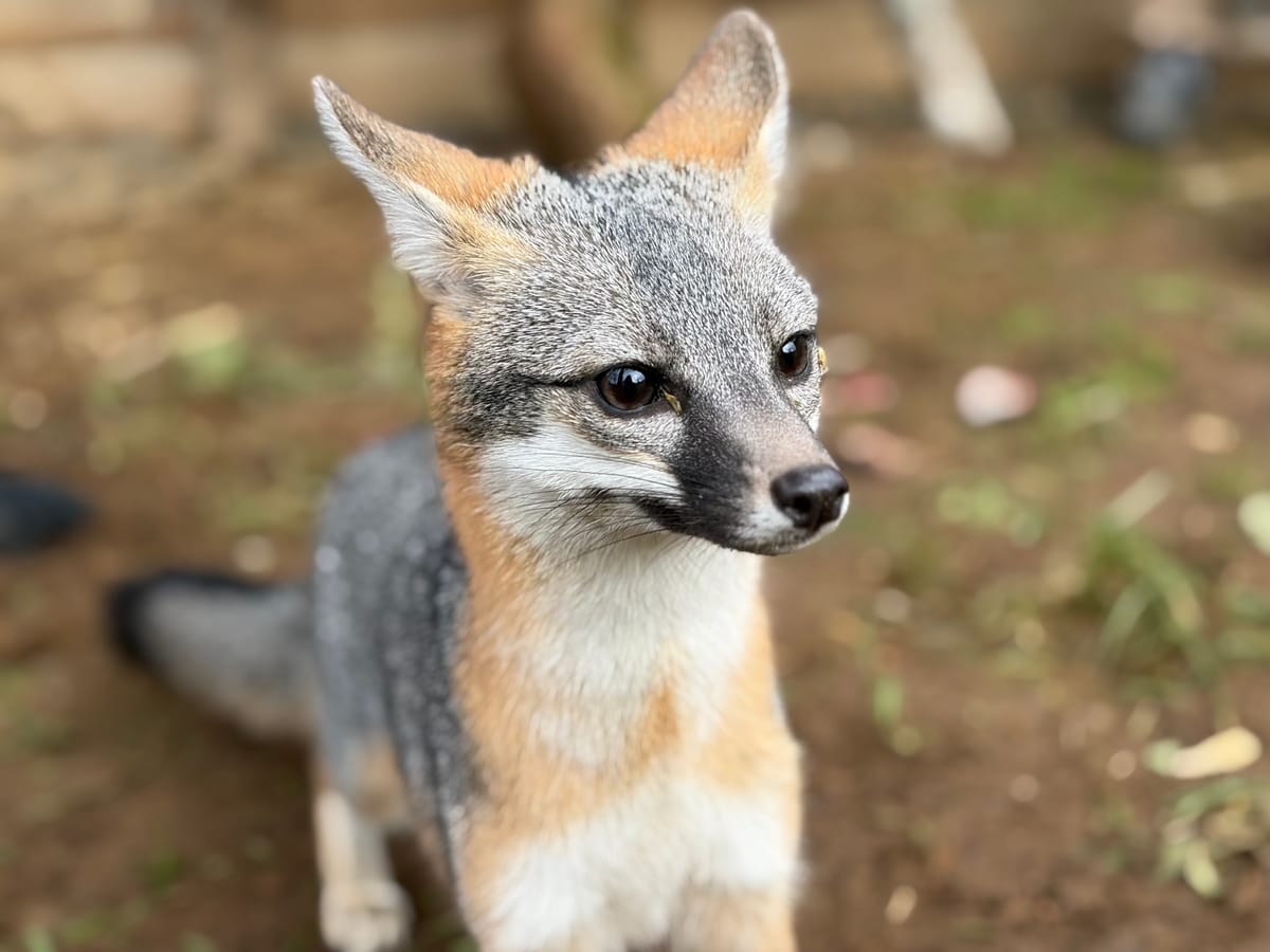 Two Grey Fox Sisters, Tundra and Mesa, Debut at Wildlife Safari’s Walk-Through Village