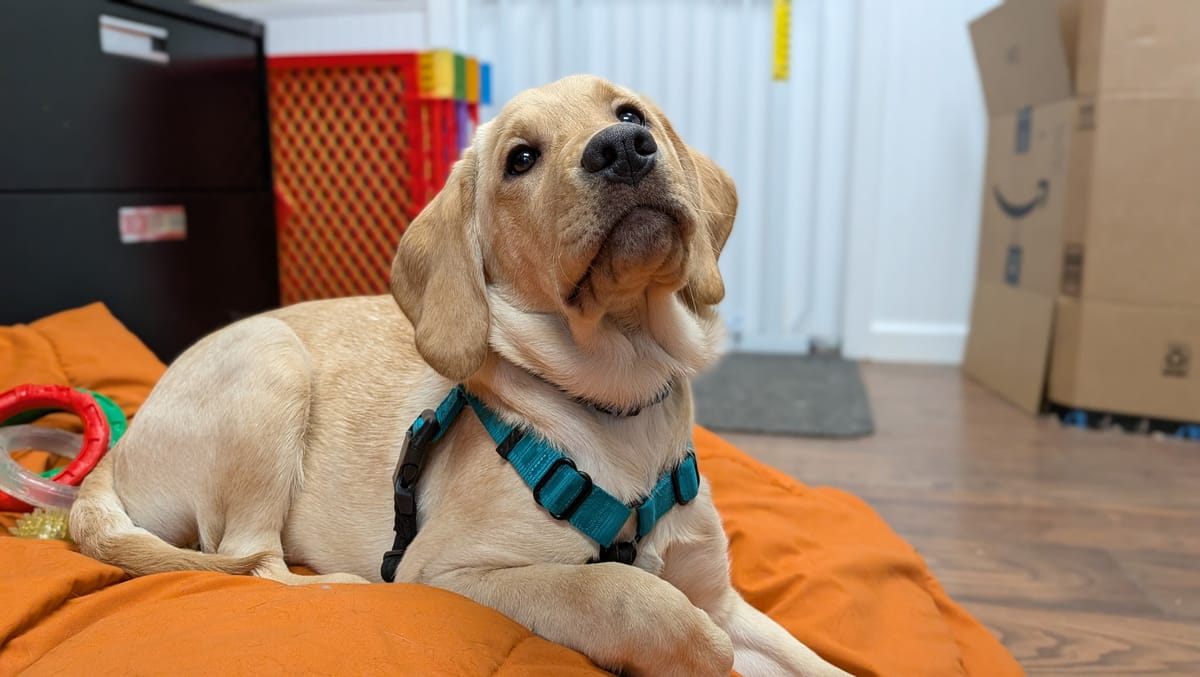 Bergin College Seeks Volunteer Puppy Raisers for Four Dogs Needing Homes by Next Week to Help Change Lives