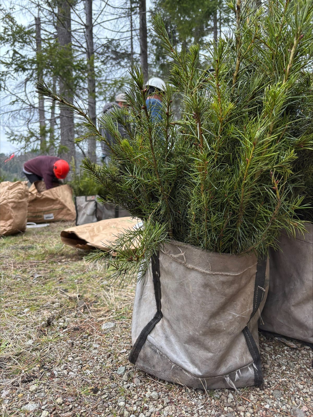 Umpqua National Forest, National Forest Foundation Plant 429,500 Seedlings Across Burn Areas