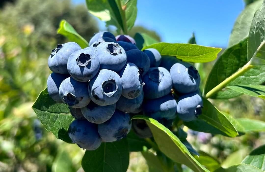 U-Pick Blueberry Season Opens Saturday at Big Bend Berries