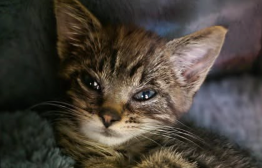 Saving Grace Humane Society Offering $50 Kitten Adoptions Through July 3