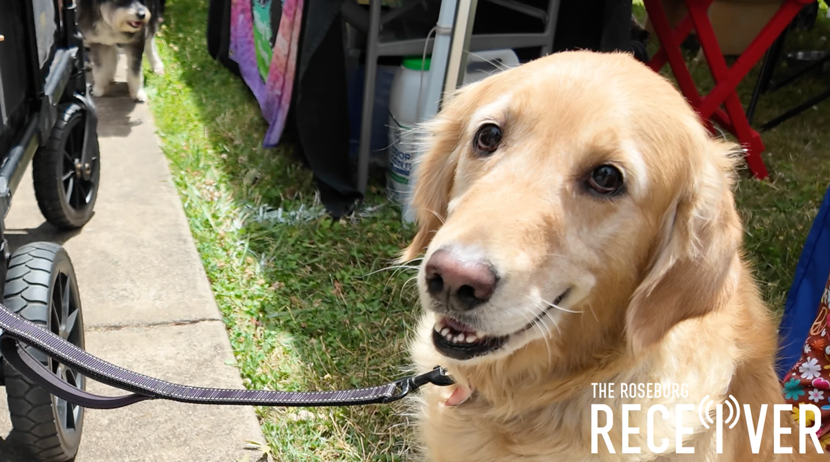 Umpqua Woofstock Brings Dogs, Families and a Bigger Mission to Sutherlin