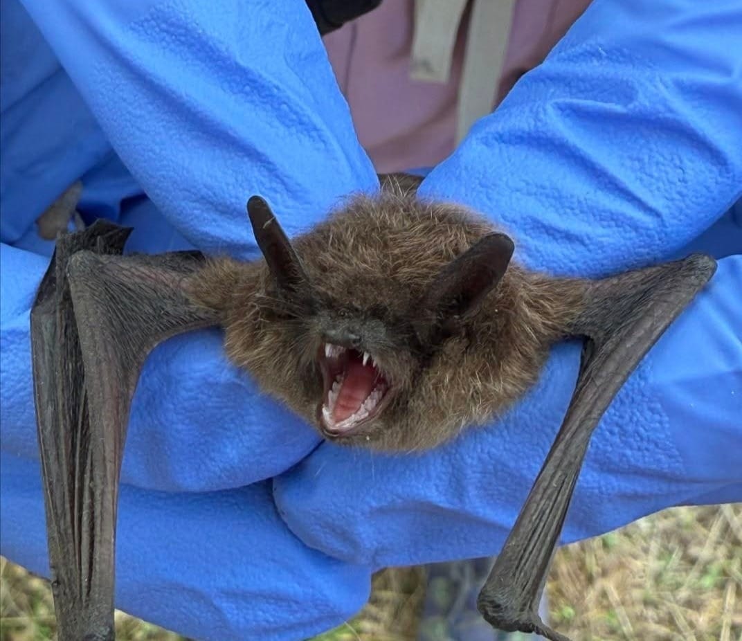 Two More Rabid Bats Identified in Douglas County; Resident Bitten