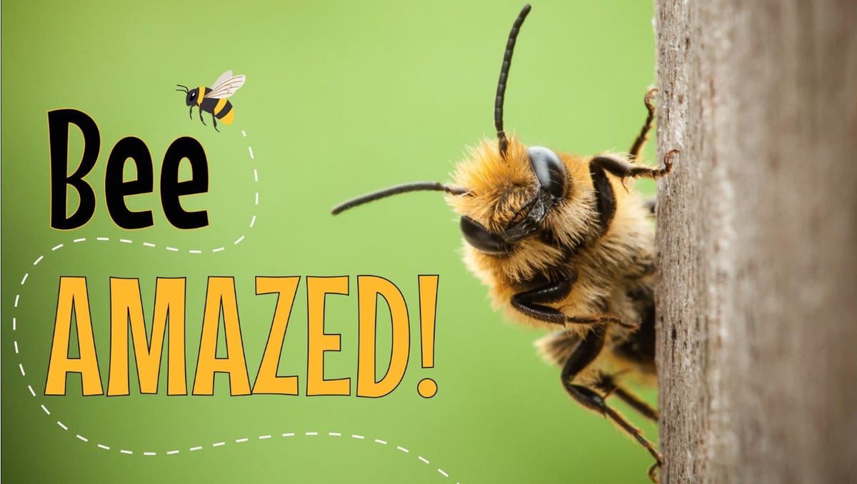 Roseburg Library to Host ‘Bee Amazed!’ Program for Kids