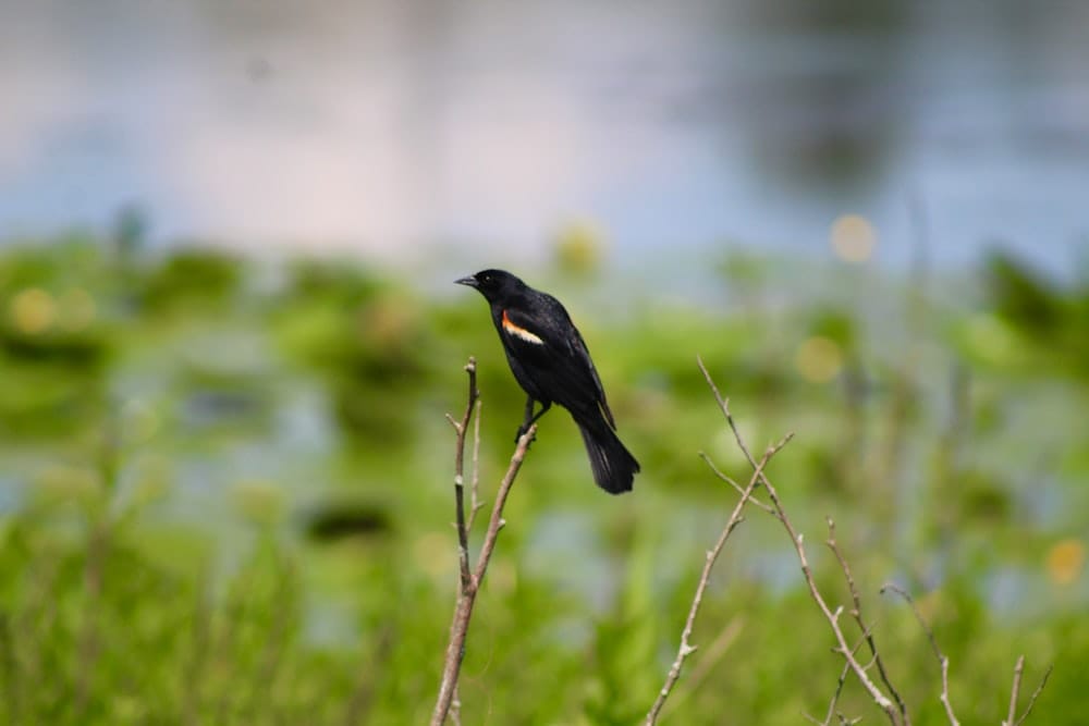 Roseburg City Council Backs Effort to Become a Bird Friendly Community