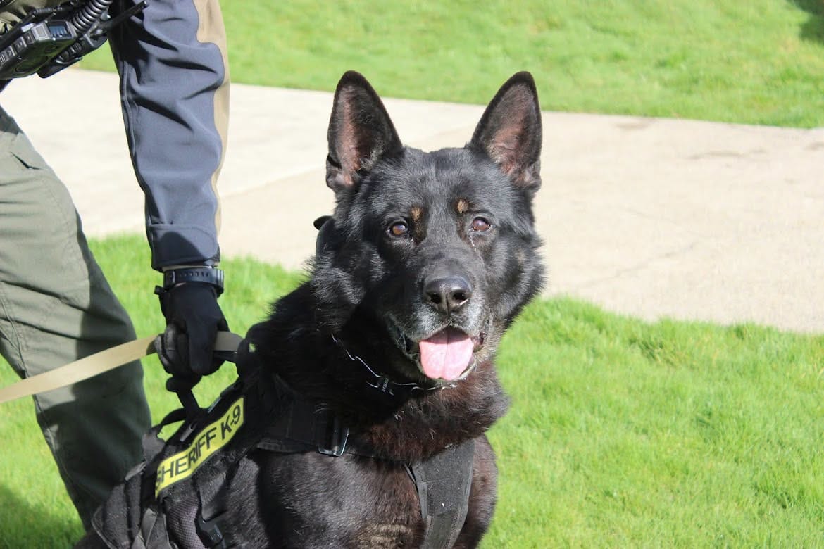K9 Eros Retires After More Than 100 Deployments With Douglas County Sheriff’s Office