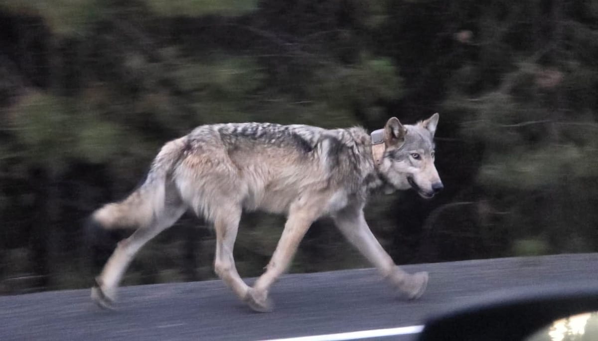 Dispersing Gray Wolf Spotted Along Cascade Lakes Highway