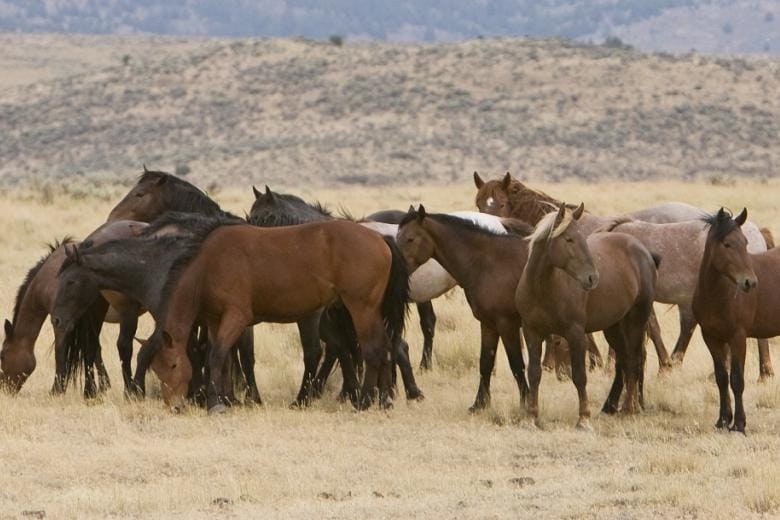 BLM Launches Emergency Rescue of Wild Horses Facing Water Shortage in Southeast Oregon