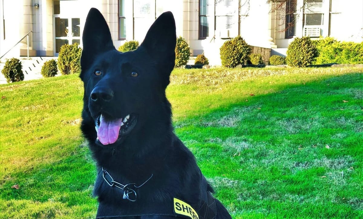 K9 Zoro Tracks Down Suspect Following Myrtle Creek Burglary Report