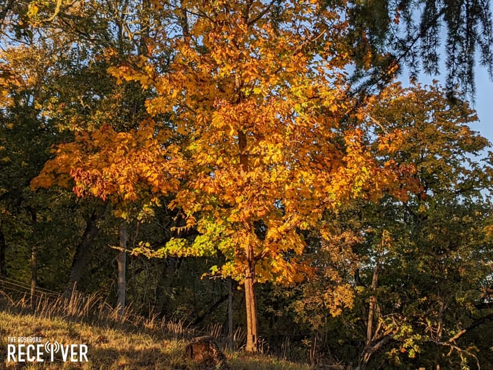 Roseburg Kicks Off Annual Leaf Collection in November
