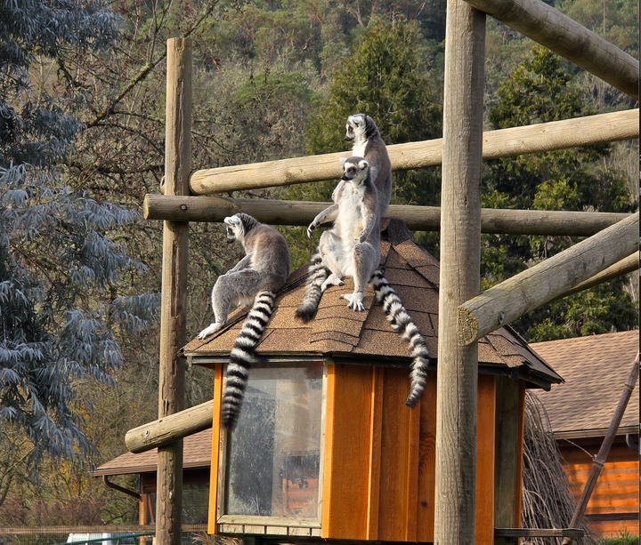 New Lemur House Completed at Wildlife Safari, Lemurs Return to Walk Thru Safari
