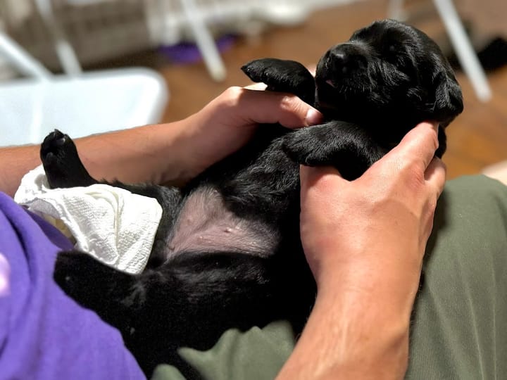 The College Founded by the Inventor of the Service Dog Is Right Here in Douglas County; Puppy Raisers Needed