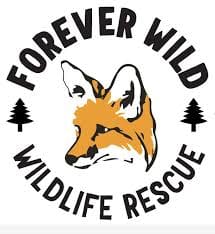 Forever Wild Wildlife Rescue Announces Permanent Closure
