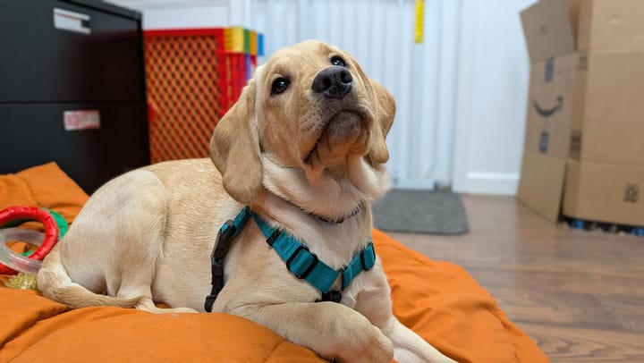 Bergin College Seeks Volunteer Puppy Raisers for Four Dogs Needing Homes by Next Week to Help Change Lives