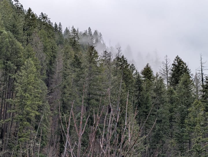 BLM Timber Sales In Oregon Top $8.3 Million, With Roseburg Tract Included