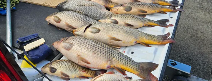 Common Carp Found In Cooper Creek Reservoir Near Sutherlin