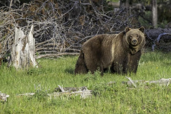 BLM Urges Visitors To Be Bear Aware As Spring And Summer Activity Increases