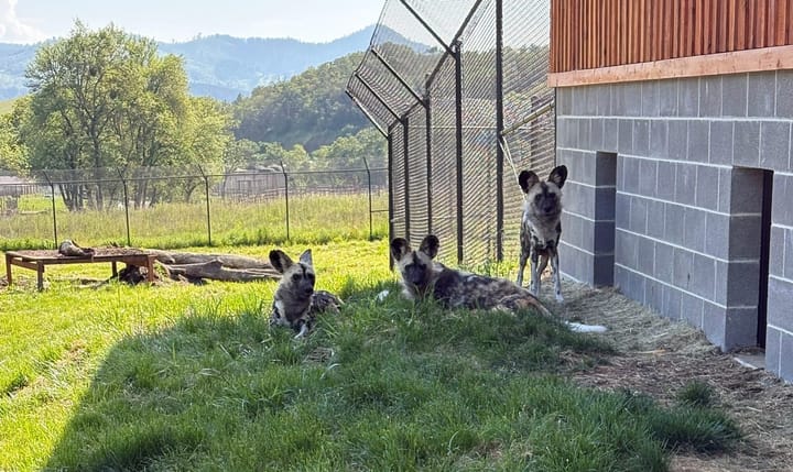 Wildlife Safari Welcomes New Pack Of African Painted Dogs