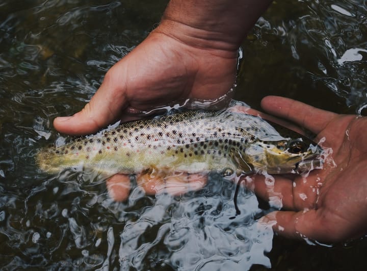 Oregon’s Free Fishing Weekend Set For June 6-7
