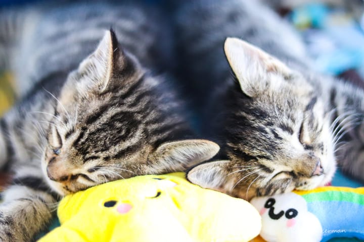Saving Grace’s ‘Wizard of Paws’ Fundraiser Will Help Local Pets Find Their Way Home