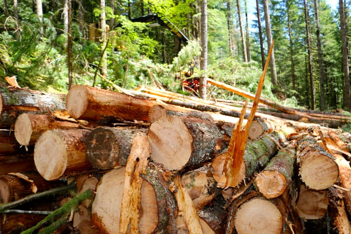 BLM Timber Sale in Western Oregon Brings in Nearly $10.6 Million