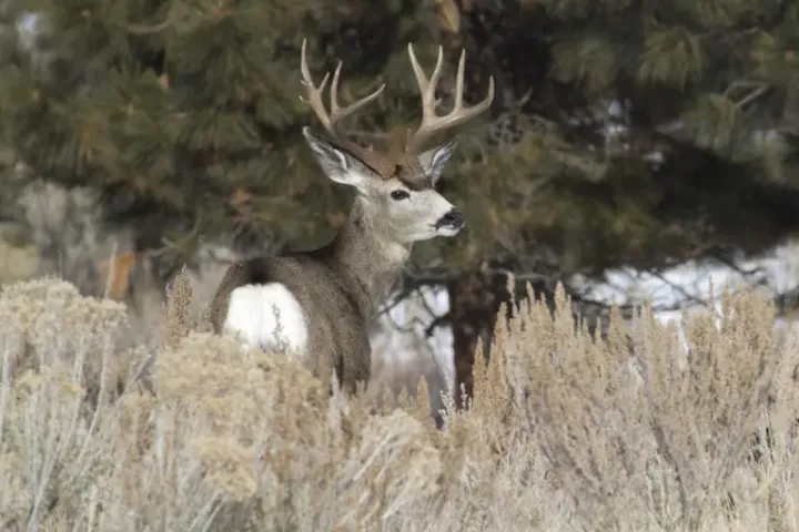 Western Oregon Deer Season Opens Oct. 3; Hunters Asked to Submit CWD Samples