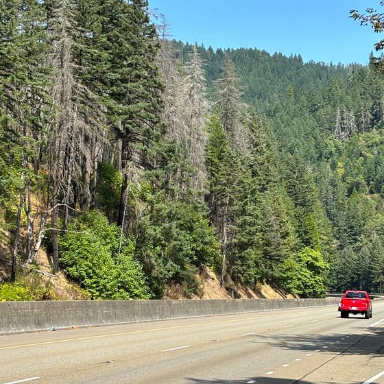 I-5 Delays Expected South of Canyonville During Hazard Tree Removal