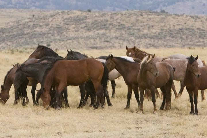 BLM Launches Emergency Rescue of Wild Horses Facing Water Shortage in Southeast Oregon