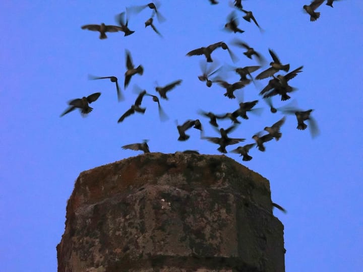 Fall Swift Watch And Migratory Bird Celebration Returns To Stewart Park