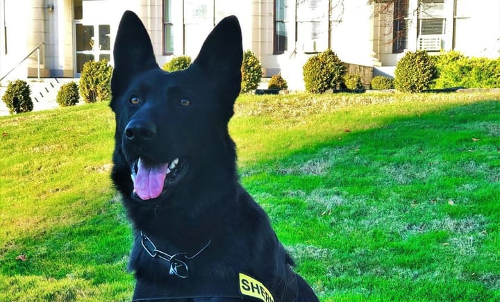 K9 Zoro Tracks Down Suspect Following Myrtle Creek Burglary Report