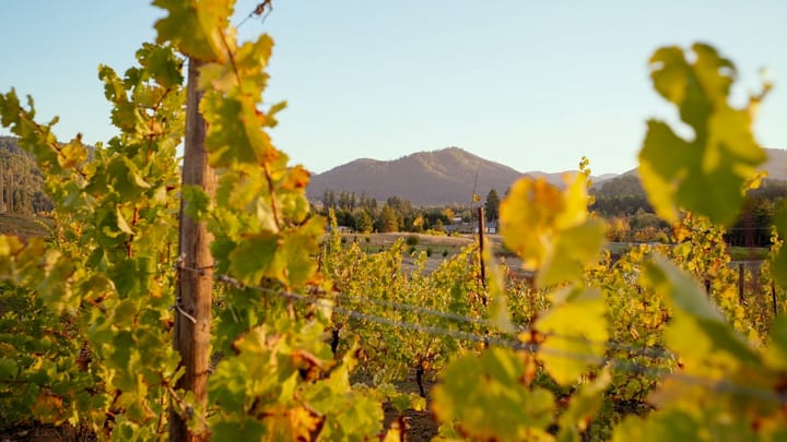 Greatest of the Grape Invites Local Artists to Participate in 2027 Celebration